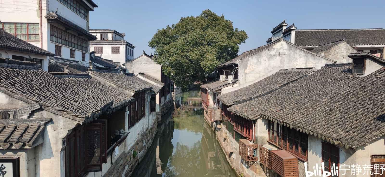 逃离橡子树种植地